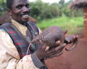 pangolin-pangolin1