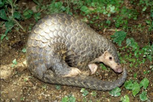 kitajskij-pangolin