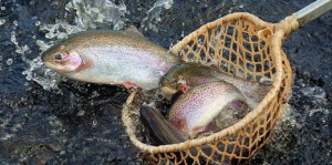 forel-1448983559image